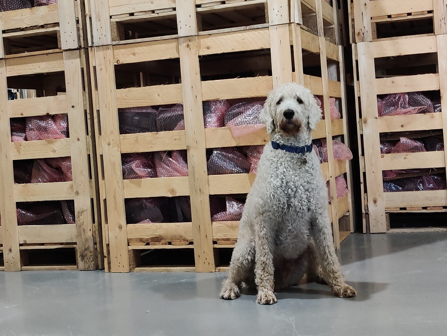 Labradoodle